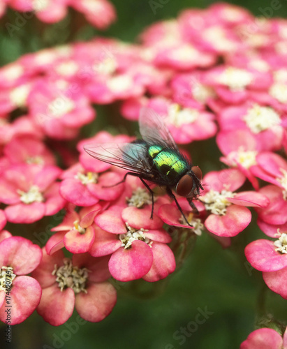 Fly on a yarrow plant © TravelTelly