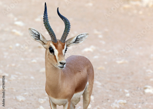Dorcas Antelope photo