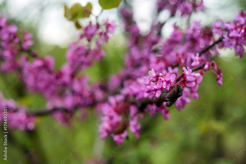 Close up of violet blossoming Cercis siliquastrum