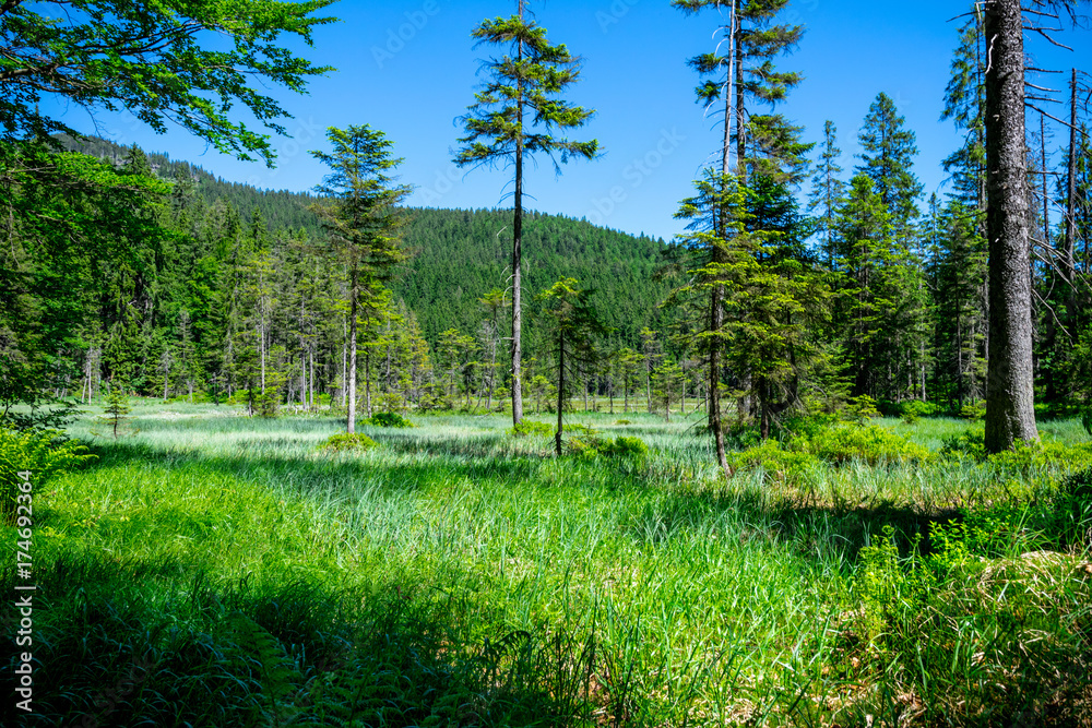 Obraz premium Wald beim Arber See im Bayerischen Wald
