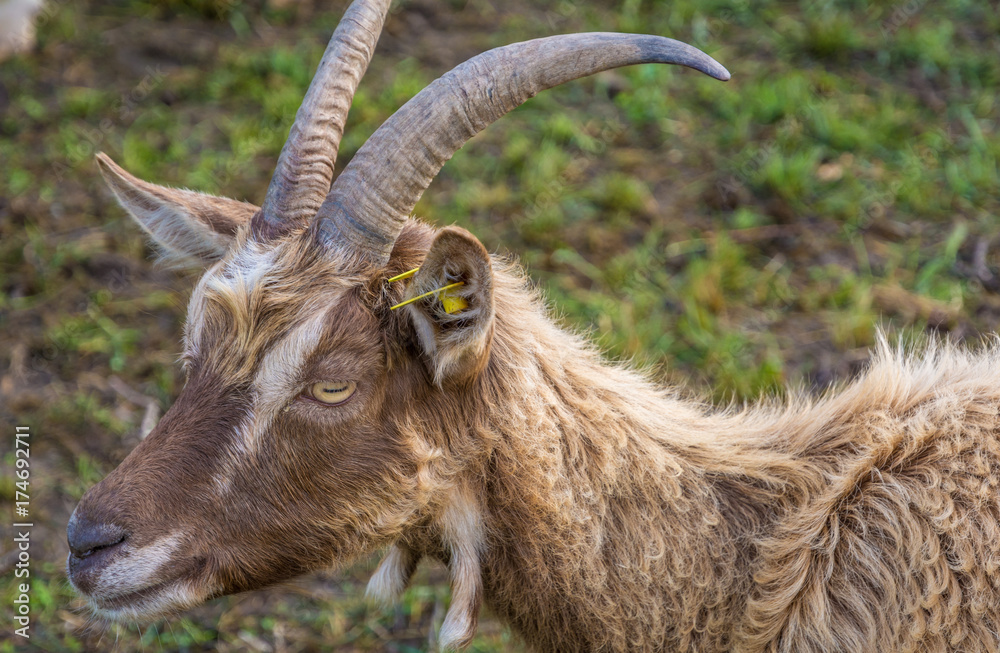 A frontal portrait of a goat with horns A frontal portrait of a goat with horns