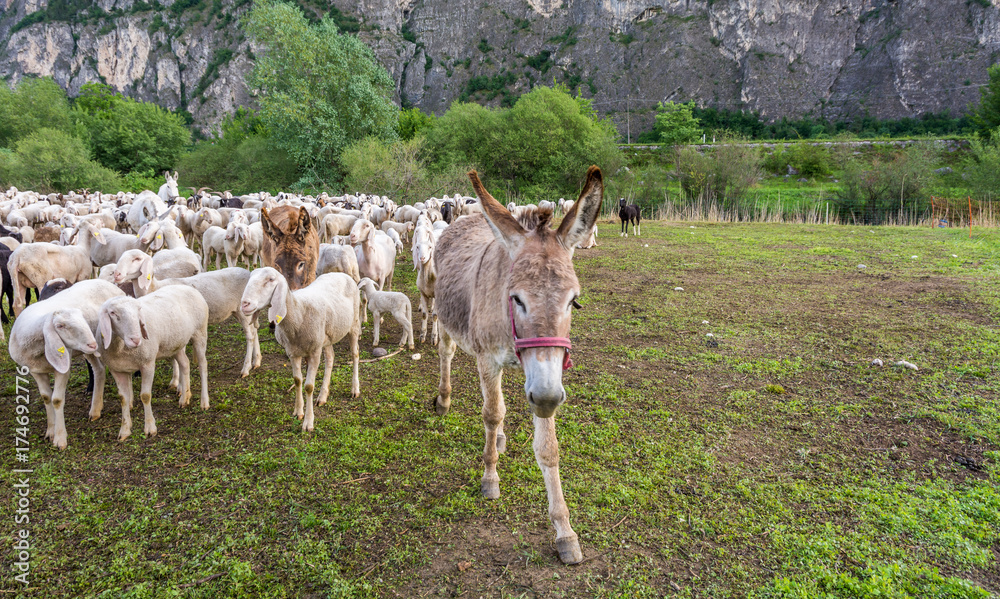 Fototapeta premium Flock of sheep and a donkey