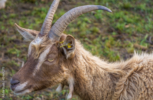 A frontal portrait of a goat with horns