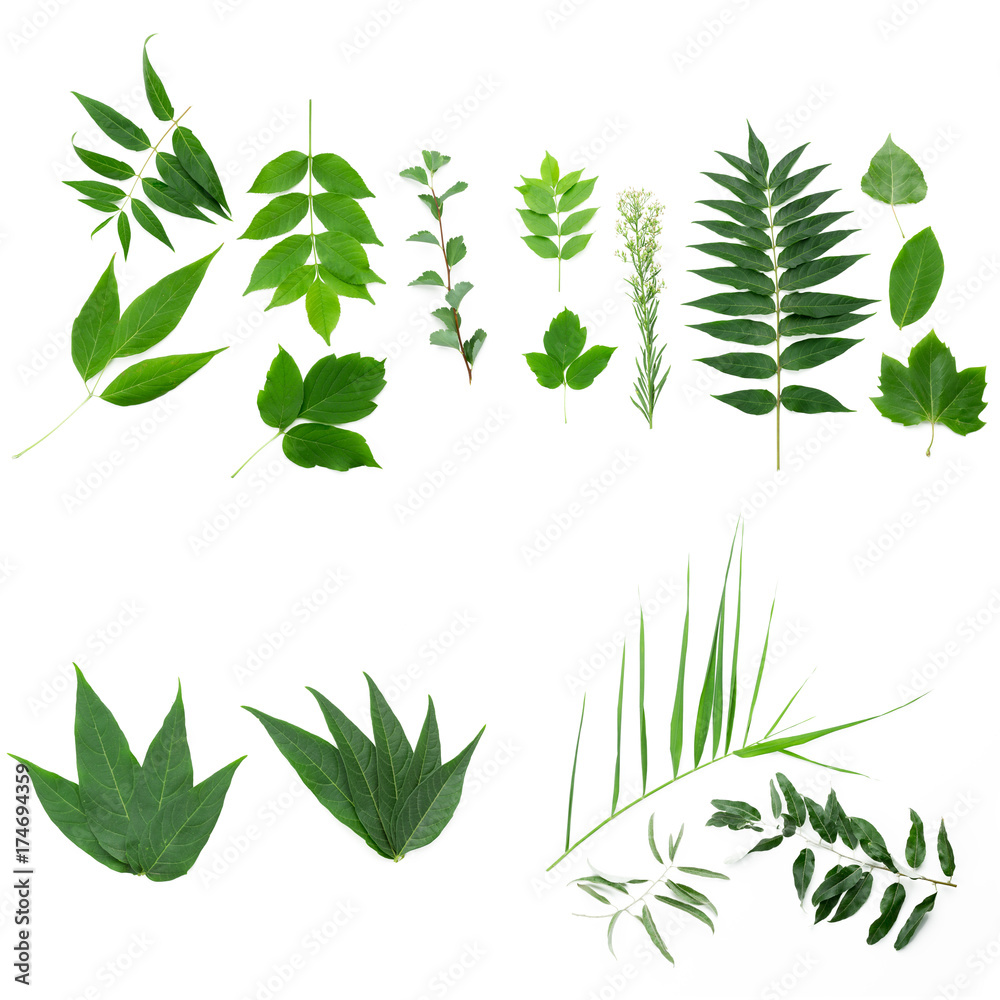 Leaves on white background Leaves on white background