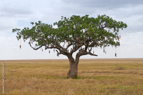 Sausage Tree (Kigelia) on Savanna landscape in Africa