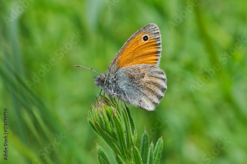 The Small Heath butterfly, Coenonympha pamphilus, in grass. Small butterfly in meadow