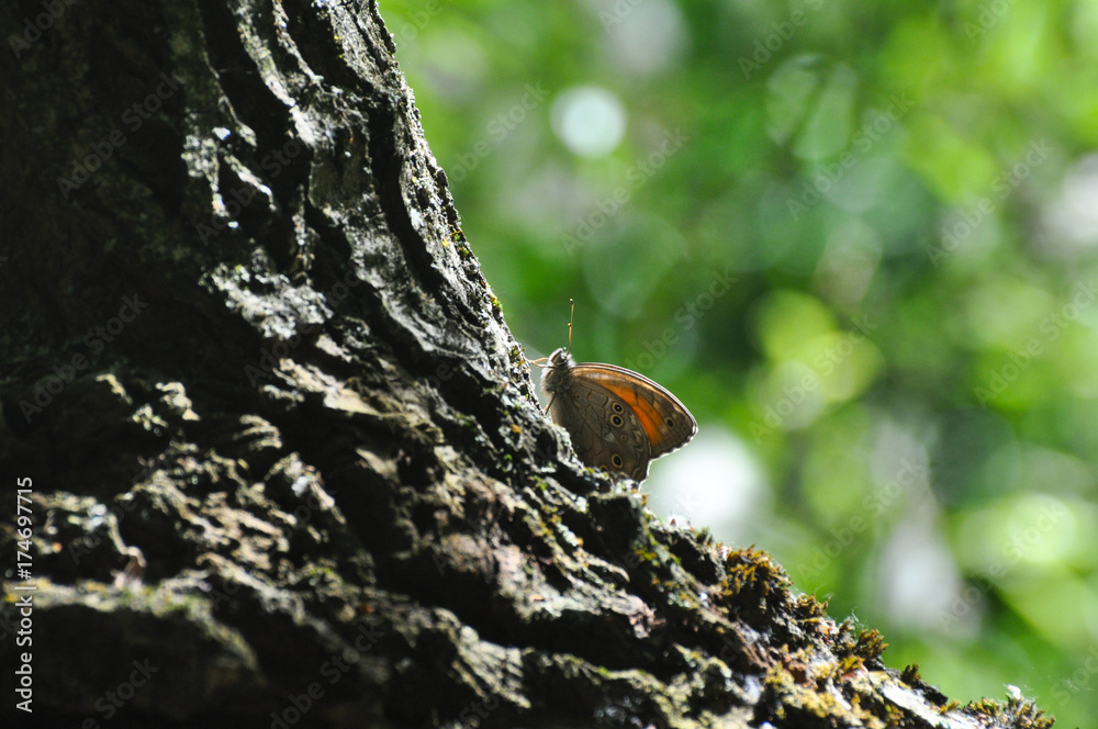 Kirinia roxelana, Lattice Brown butterfly on old tree Kirinia roxelana, Lattice Brown butterfly on old tree