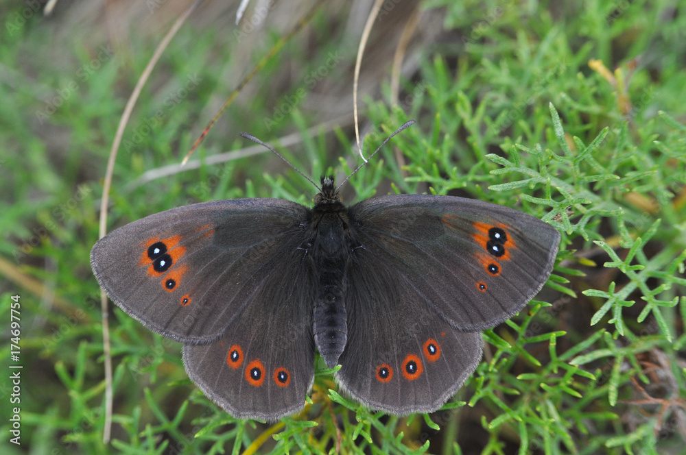 Fototapeta premium Erebia ottomana, Ottoman Brassy Ringlet, red spotted butterfly in grass