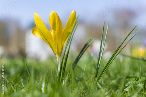 Fototapeta Naklejka Na Ścianę i Meble -  Gelbe Krokus Blume an einem Frühlingsmorgen.