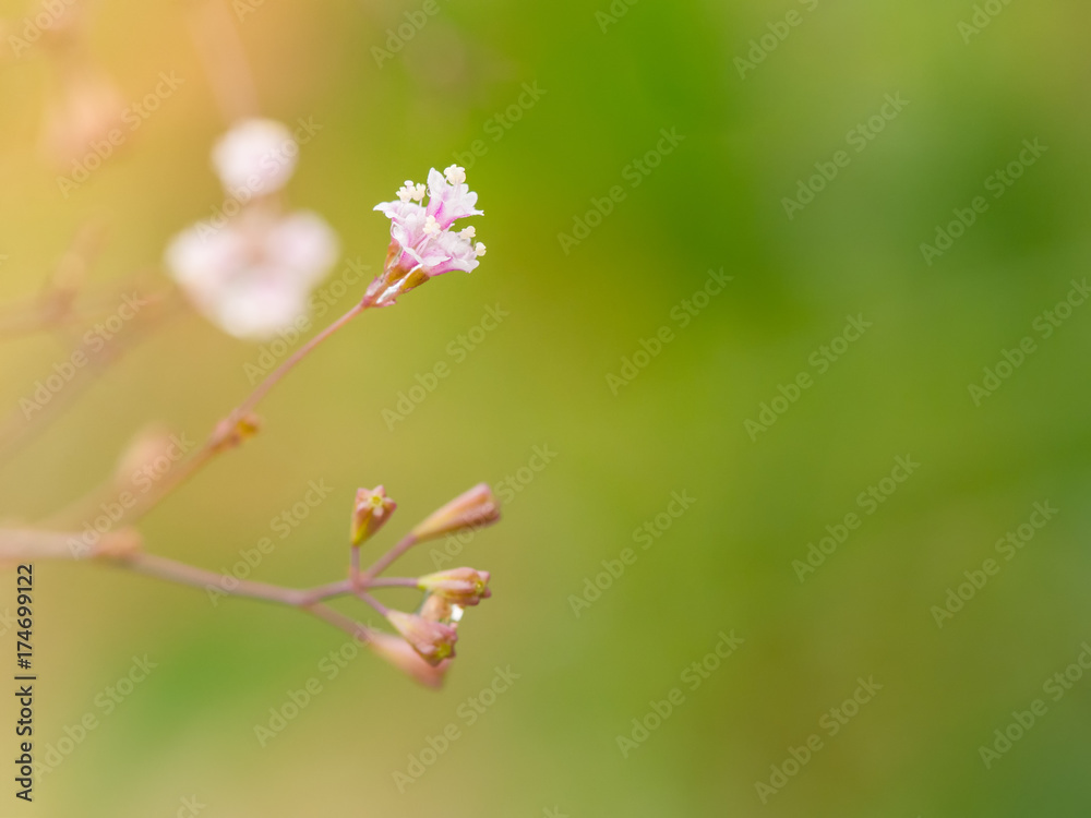 Little pink flower in soft focus. Background. Little pink flower in soft focus. Background.