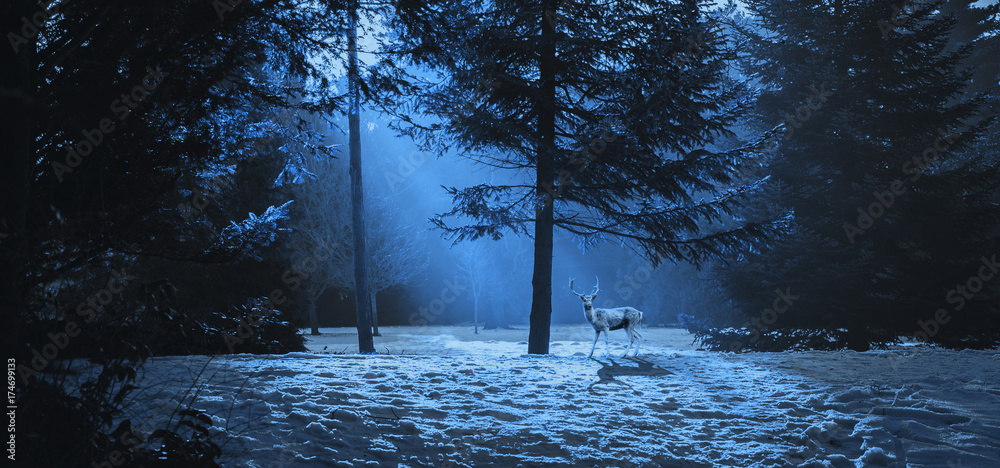 Fototapeta premium Młody jeleń w lesie Sezon Zima