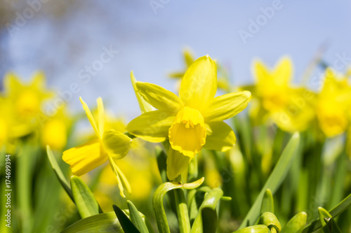  Gelbe Narzissen. Narzissen blühen im Frühling.Gelben Osterglocken an sonnigem Morgen. 
