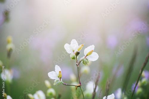 soft focus beautiful landscape of beautiful rain forest with green grass, little purple and pink flowers Murdannia giganteum nature background