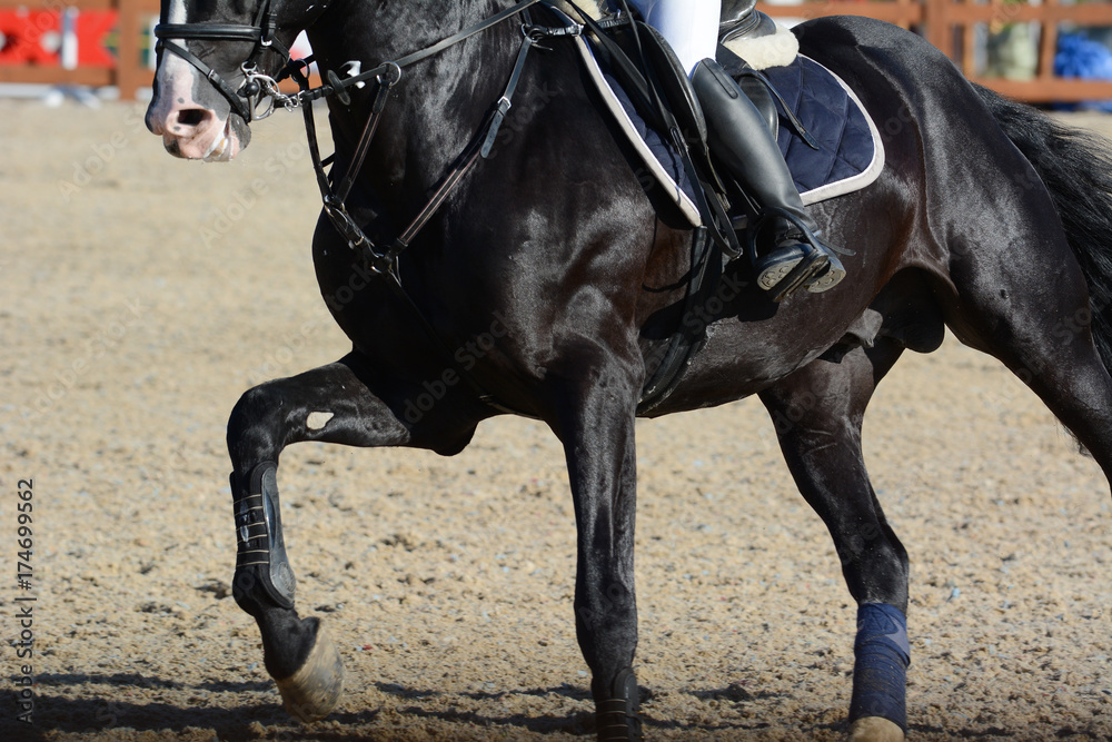 Black sport horse and rider on gallop. Horse show jumping in details. Black sport horse and rider on gallop. Horse show jumping in details.