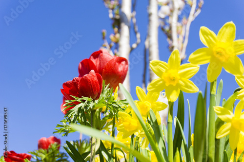 Fototapeta Naklejka Na Ścianę i Meble -  Bunte Osterglocken im Frühling.