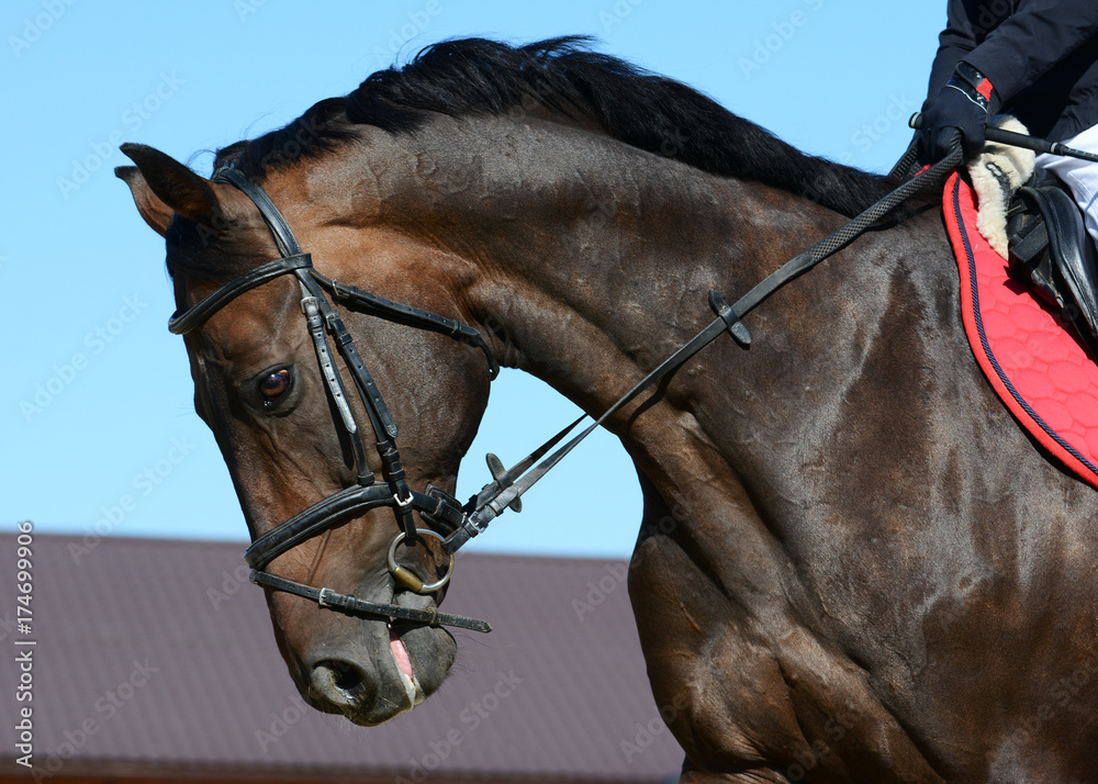 Portrait of a bay sport horse in motion