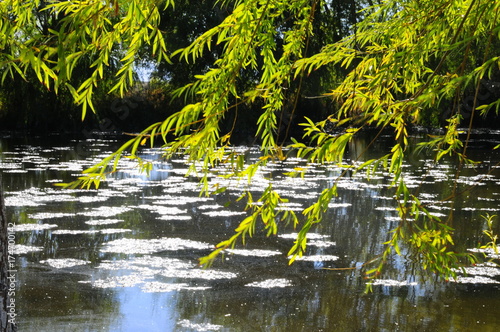 Fototapeta Naklejka Na Ścianę i Meble -  Autumn scenery near a lake