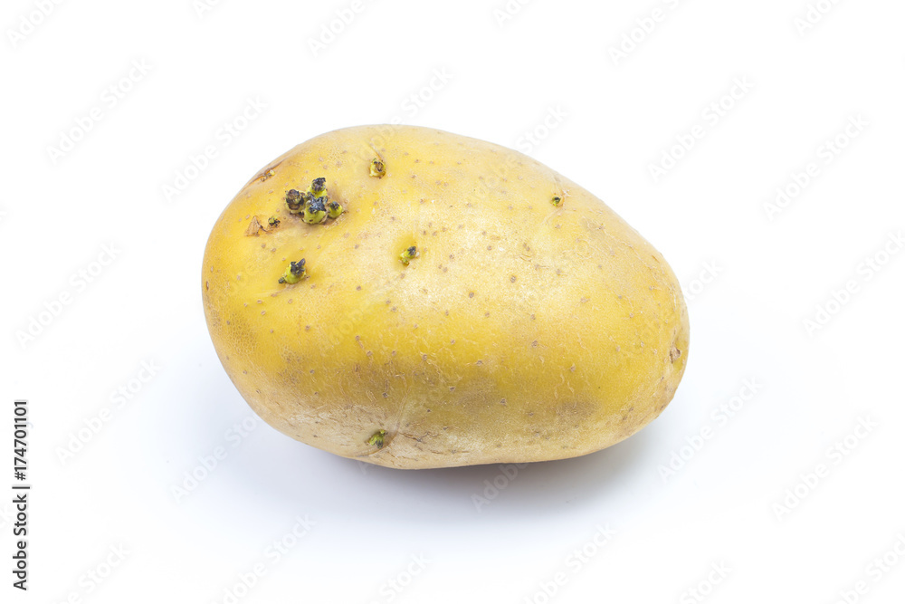 potatoes with sprouts isolated on white background