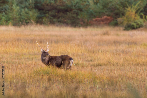 Fototapeta Naklejka Na Ścianę i Meble -  Sika Deer in beautiful British autumn woodland