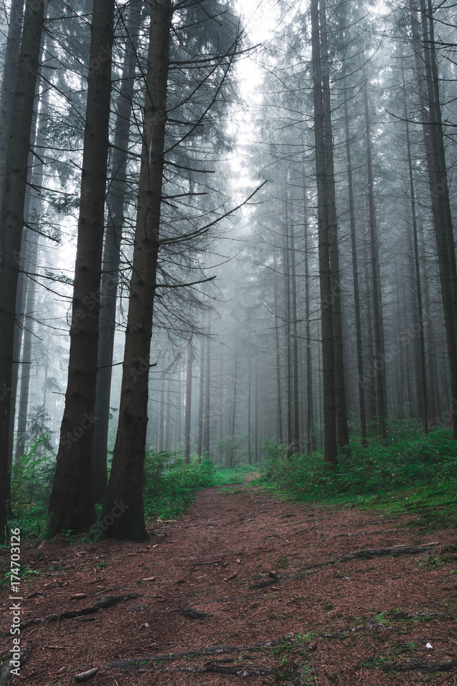 Fototapeta premium Wald mit Nebel im Herbst im Bayerischen Wald