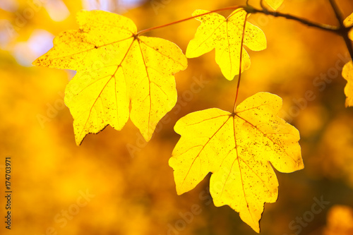 Yellow autumn leaves