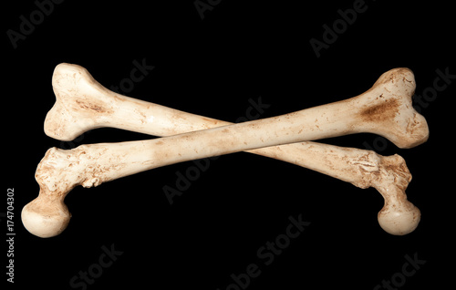 Skeleton bones photo