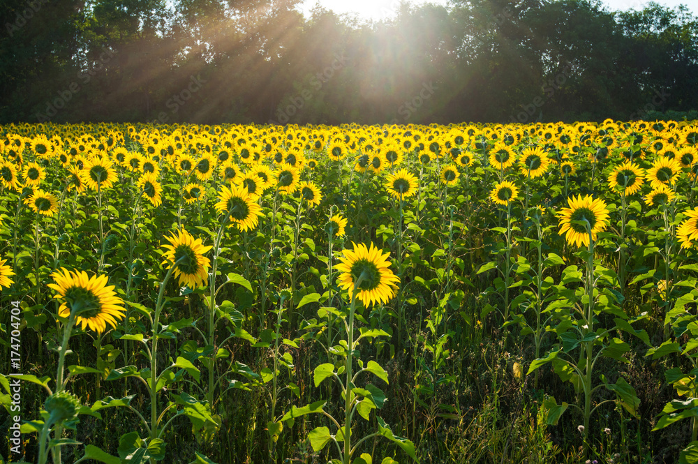 Obraz premium Back of sunflowers.