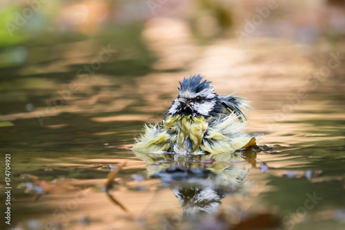 Valokuva tomtit having a bath