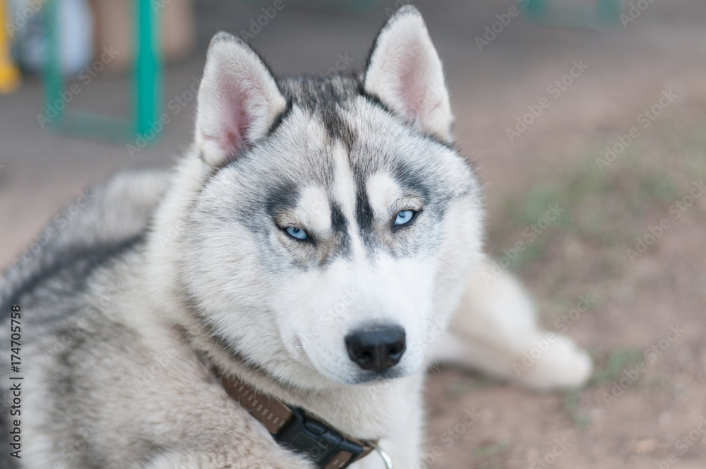 Husky Schlittenhund mit blauen Augen