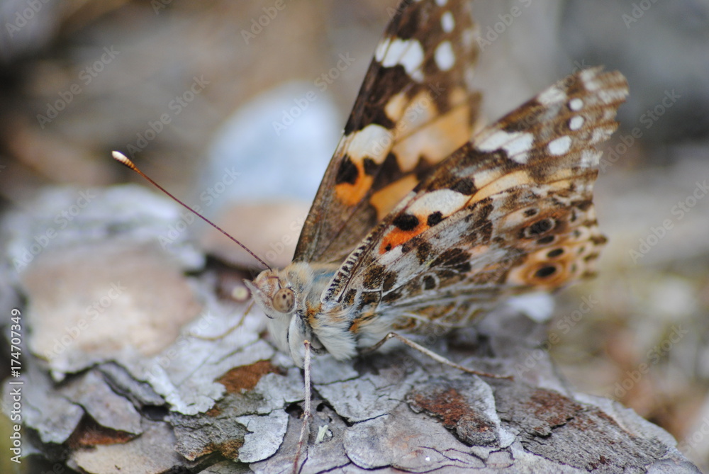 Obraz premium Butterfly