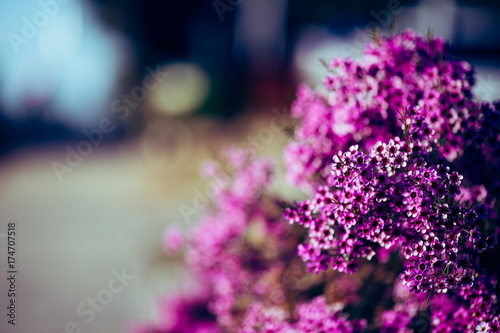 花 © beeboys