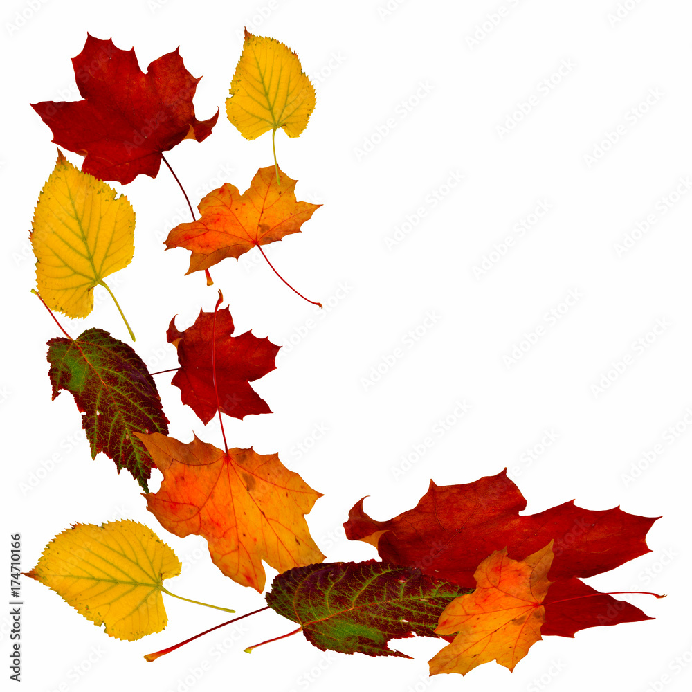 fallende Blätter, Herbstlaub fallende Blätter, Herbstlaub