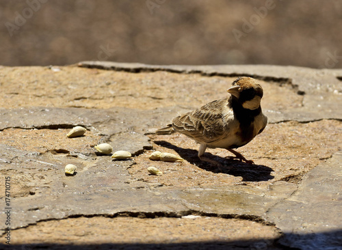 Fischers Sparrow Lark in Amboseli National Park, Kenya 