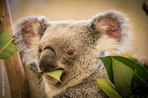 Cute Koala eating a gumleafCute Koala eating a gumleaf photo