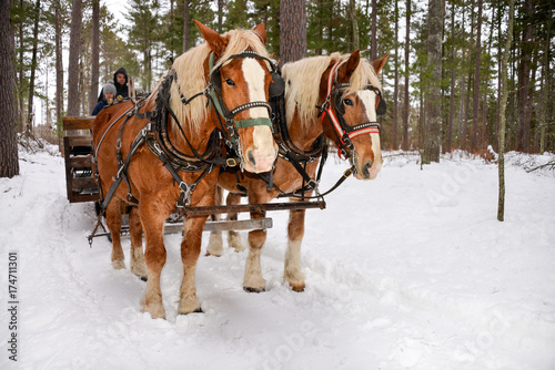 Two horses pulling sleigh © Tammi Mild