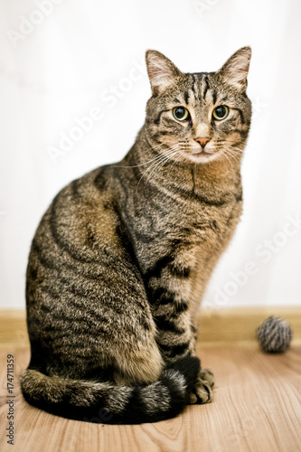 portrait of an adult gray cat on a white background with a toy