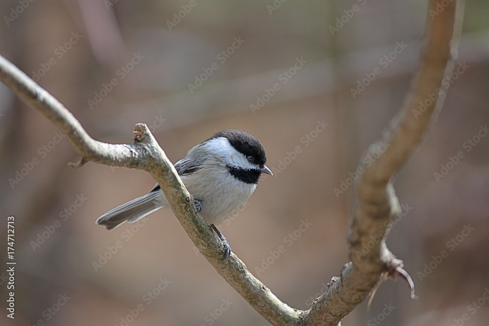 Fototapeta premium Chickadee Perched on a Small Branch