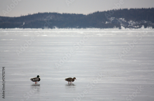 A Duck Pair Searching for Food on a Cold Frozen River