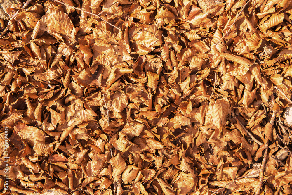 leaves