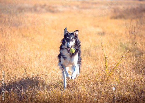 Big black and tan Russian wolfhound runs in the field across the orange grass at the little green ball