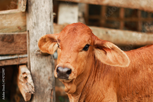 young brown calf, walk around farm