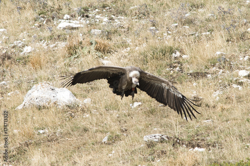 Wallpaper Mural Grifone - Gyps fulvus Torontodigital.ca