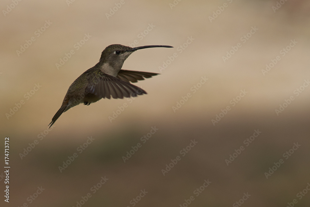 Oasis Hummingbird (Rhodopis vesper) in flight at the Hummingbird Sanctuary in the Azapa Valley near Arica in northern Chile. Oasis Hummingbird (Rhodopis vesper) in flight at the Hummingbird Sanctuary in the Azapa Valley near Arica in northern Chile.