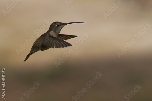 Oasis Hummingbird (Rhodopis vesper) in flight at the Hummingbird Sanctuary in the Azapa Valley near Arica in northern Chile.