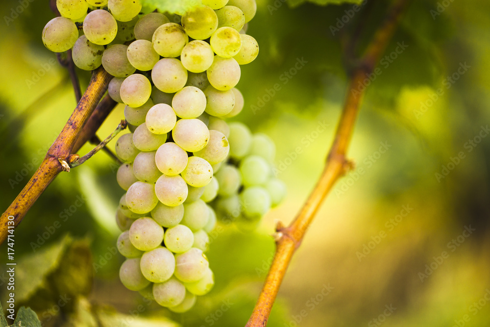 Ripe white grapes on a vine in a vineyard.