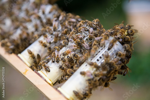 Honey bee queen breeding process in little cages in a beehive.