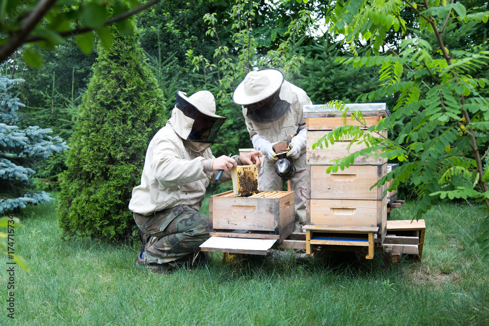 Beekeeper at work on his apiary with smoker next to the beehive Beekeeper at work on his apiary with smoker next to the beehive