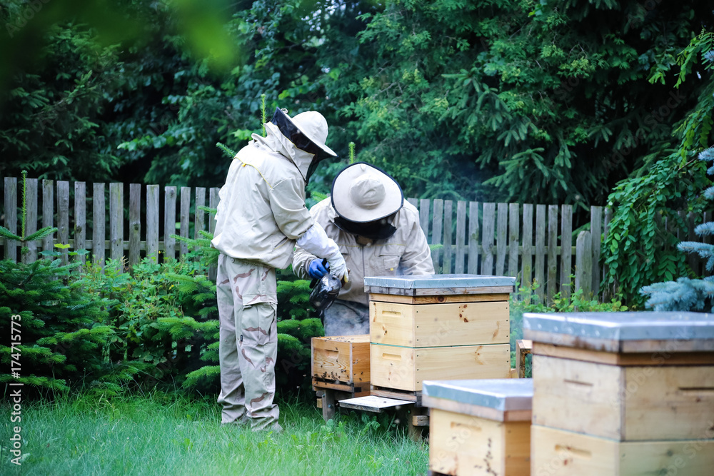Beekeeper at work on his apiary with smoker next to the beehive Beekeeper at work on his apiary with smoker next to the beehive