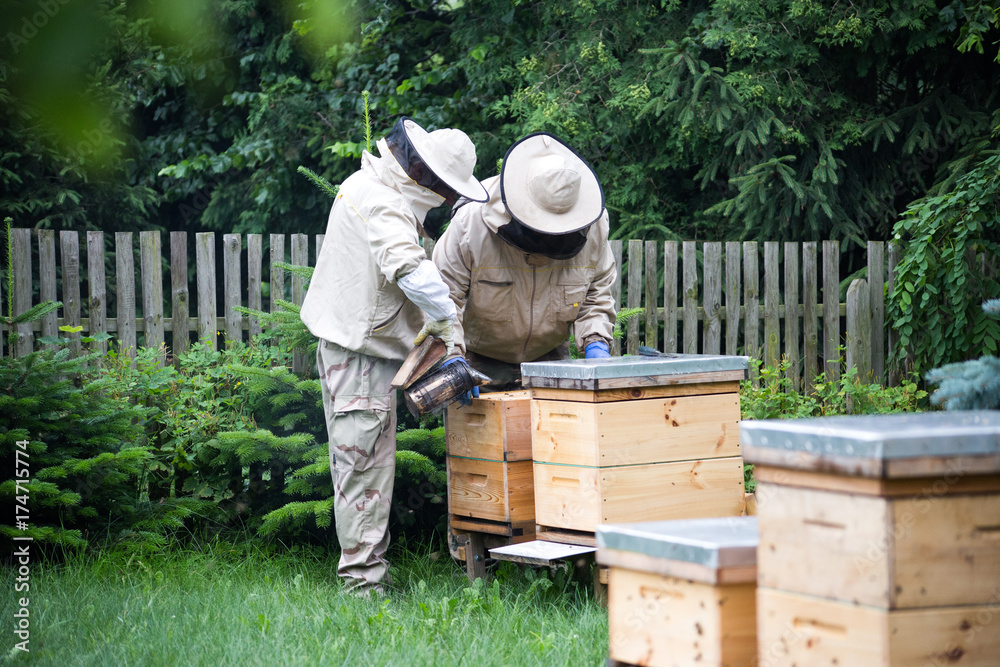 Beekeeper at work on his apiary with smoker next to the beehive Beekeeper at work on his apiary with smoker next to the beehive