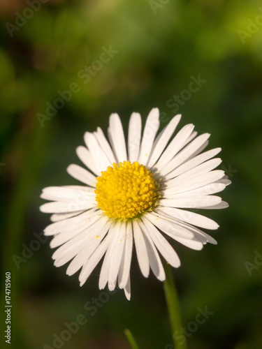 beautiful perfect white petal yellow centre daisy up close